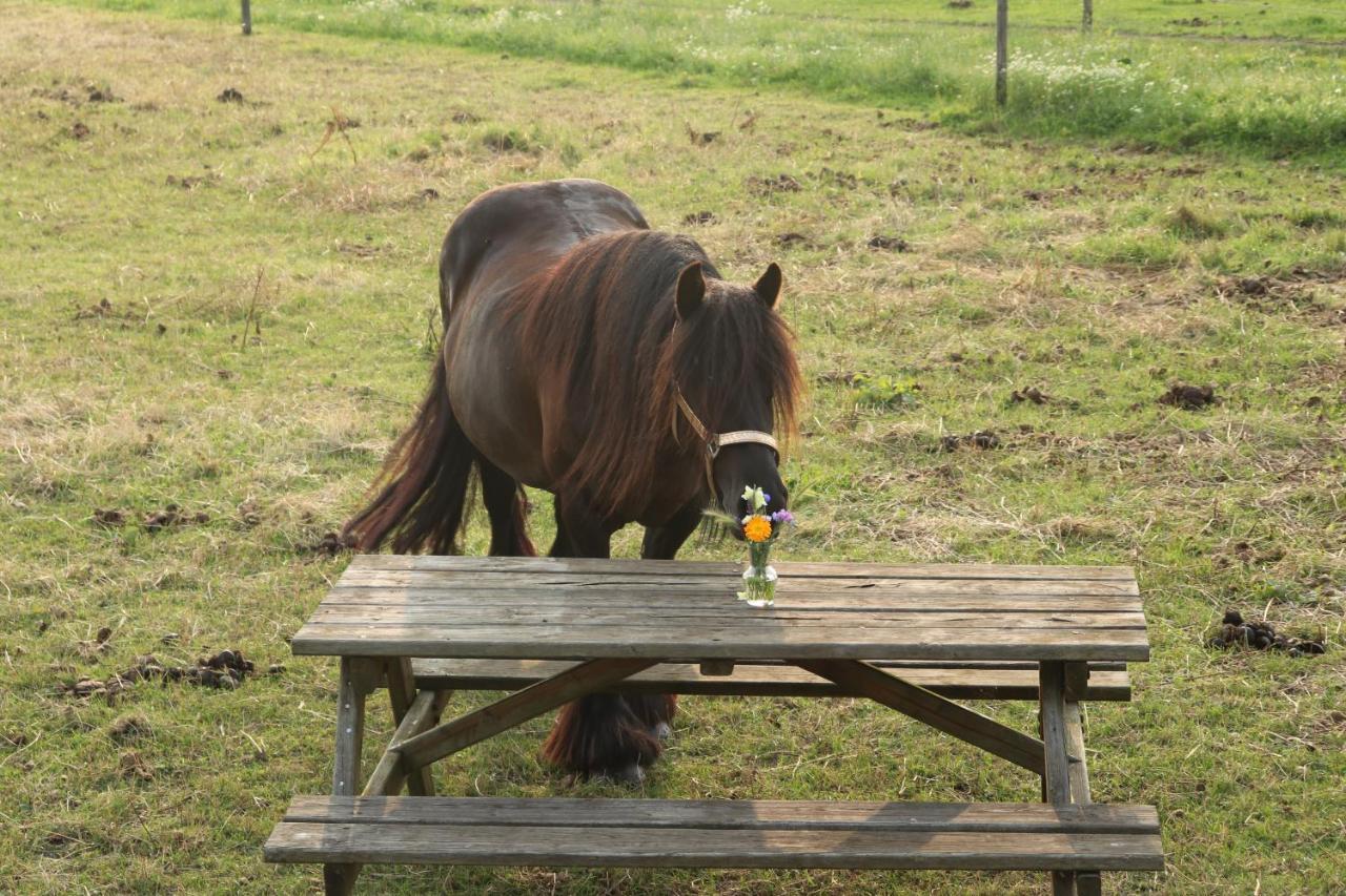 Slapen Tussen De Paarden Hotel Essen Kültér fotó