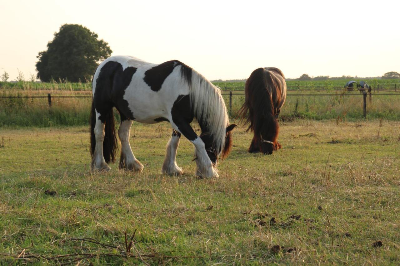 Slapen Tussen De Paarden Hotel Essen Kültér fotó